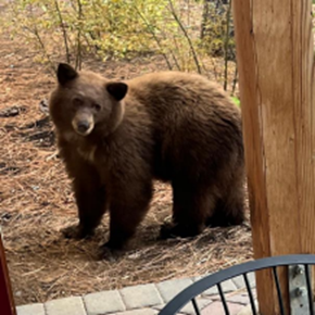 Photo of a bear at the workshop